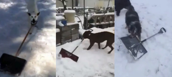 雪かきはオイラの仕事！雪かきに全力な犬たちの動画総集編