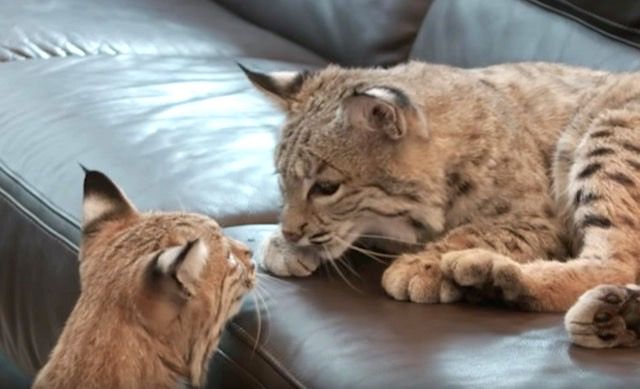 大きな猫と暮らしたい。2匹のボブキャットと暮らす毎日ってどんな感じ？