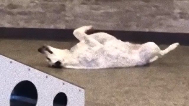 犬の保育施設の一日を映してみた。そこにいた何やら変わった様子の犬を見たReddit民の反応は？