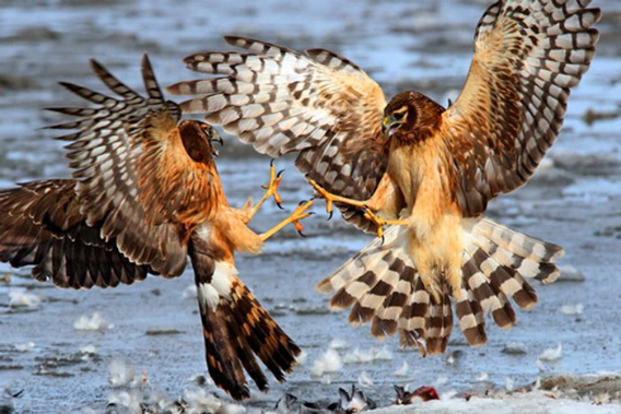beautiful_award_winning_photos_11