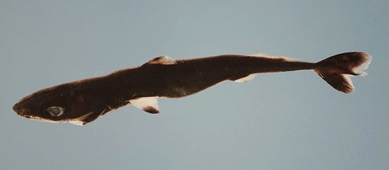 800px-Spined_pygmy_shark_nmfs