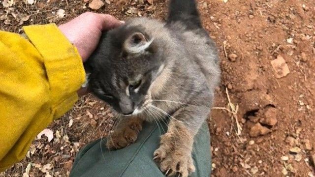 カリフォルニアを襲った山火事から助け出しされた猫、命の恩人に感謝の気持ちを込めてすりすり