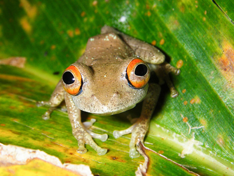 090505-02-new-amphibians-frog_big