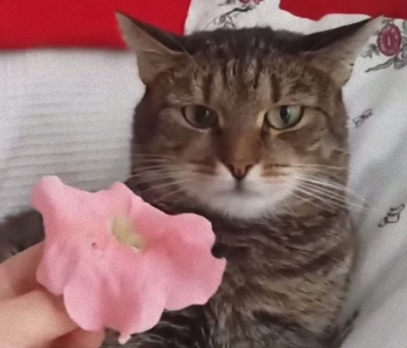 頭に花を乗っけられたときの猫の反応はこの後すぐ！！