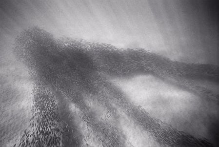 fish_07