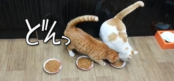 「お前に食わせる餌はニャーだっ！！」餌を食べようとする猫をひたすらブロックする猫