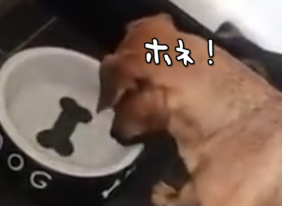 犬に骨の絵がついたお皿を与えることは残酷であることがわかる映像