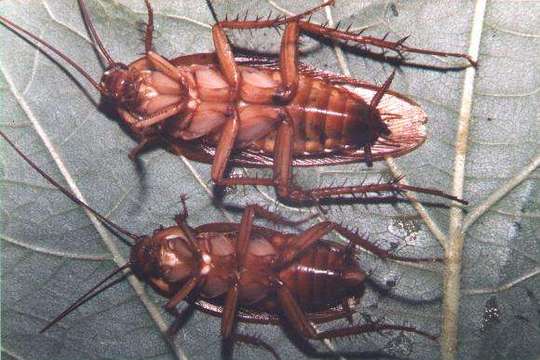 PeriplanetaAmericana