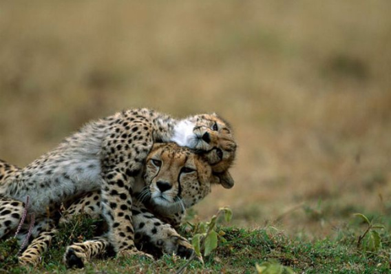 these_funny_animals_470_640_02