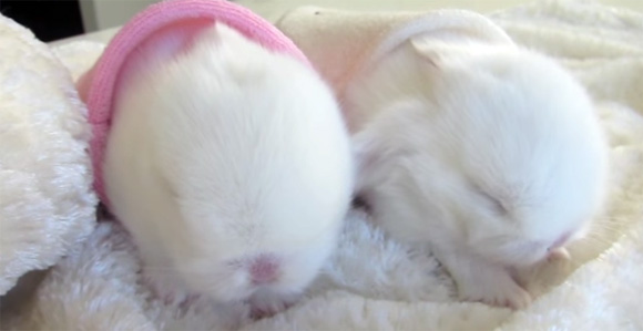 白い毛布と白い毛玉の迷彩効果に憤死。2匹の白いウサギの赤ちゃんのかくれんぼ動画