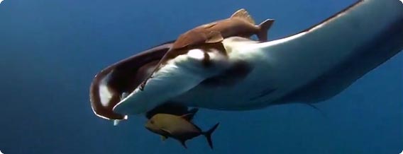 海の生物たちの躍動感に圧倒されるイキイキ高画質映像「青の世界」