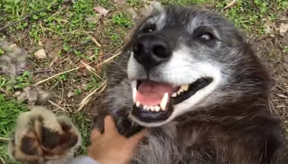 この笑顔！モフモフされて極上の微笑みを見せる、元捨て犬のウルフドッグ