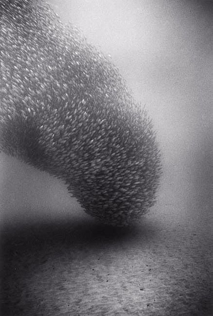fish_05