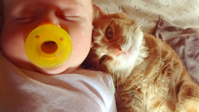 熱を出した赤ちゃんの看護師さんもこなした心優しい猫のミアさんにほっこりんちょ