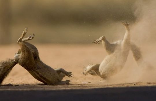 gophers_14