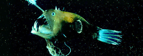 深海生物「アンコウ」のスペックが凄すぎる！（ただしメスに限る）