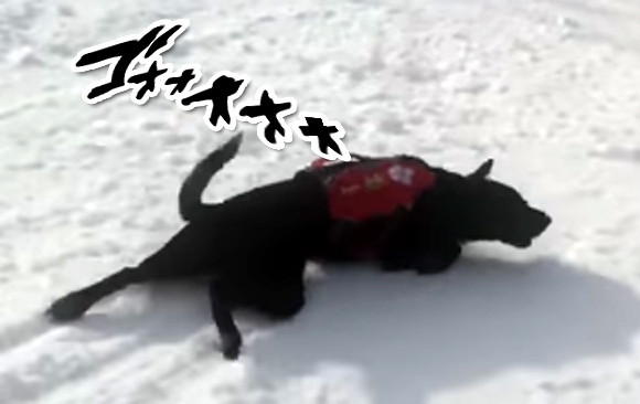災害救助犬だって遊びたい。どこまでも雪滑りを楽しむ犬