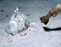 武闘派甲殻類「シャコ」の目にもとまらぬ猛スピードな一撃必殺捕食映像