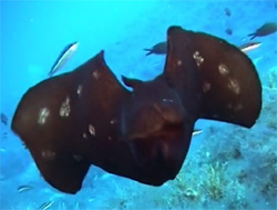 海の中をヒラヒラ泳ぐ、優雅でユーモラスなアメフラシの映像