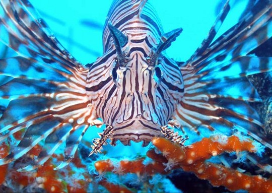 Lion-Fish1