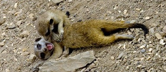 フランス赤十字の応急処置啓蒙キャンペーンポスターに出てくる動物たちがしゃにむにカワイイ！