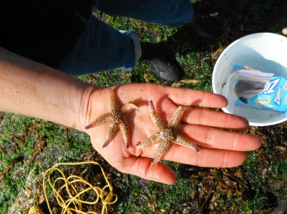 2011年の日本の津波が生態系を変えていた！？日本の海岸に生息していた生物が太平洋に大移動（米研究）