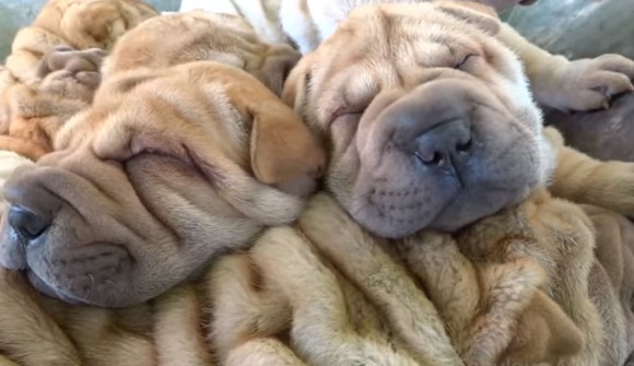 8 Signs Your Shar Pei Fully In Charge Sonderlives
