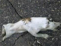 ミネソタ・モンスター？道路で轢かれていた奇妙な白い動物が謎すぎると鑑定に回される（アメリカ）
