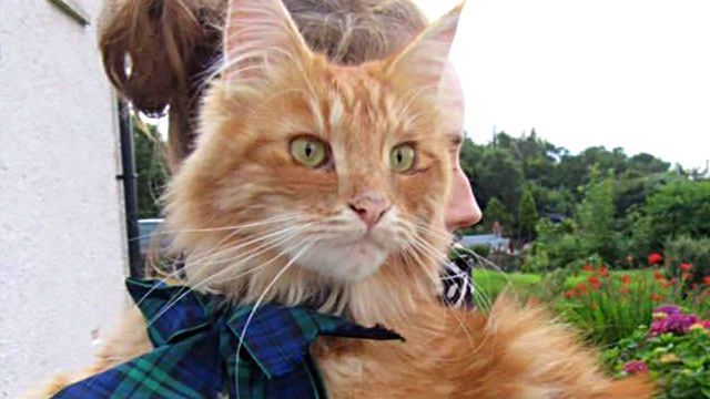 スコットランドまで会いに来てね！海沿いの街に住む1匹の猫が世界中で大人気