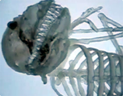 米コロラド州で発見された白骨化したエイリアンの映像