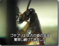 ゴキブリ