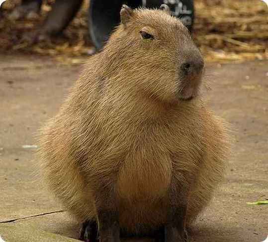 odd-animals06