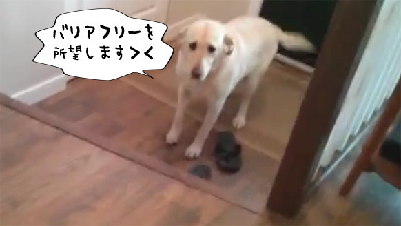 犬だってバリアフリーにしてほしい。段差が怖くて家に入れない犬