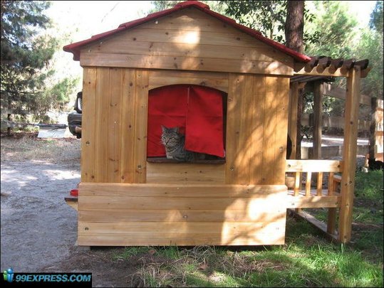 cat-rancho-13