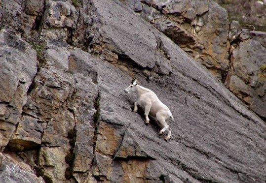 crazy_goats_16