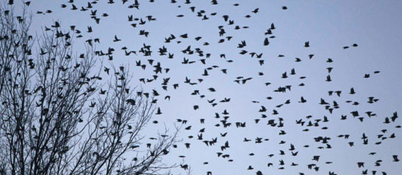 ヒッチコックの「鳥」さながらの風景、数百万匹の鳥の大群が町を襲来（米ケンタッキー州）