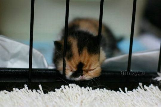adorable_tiny_kitten_12