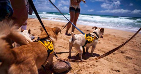 南の島で犬たちと一緒に遊べるチャンス到来！保護犬たちと共にハワイ・カウアイ島をハイキングできるツアーが開催中！