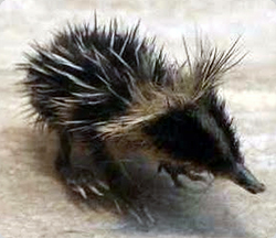 トゲで音を出し声の代わりに？シマシマ模様がかわいい「シマテンレック」