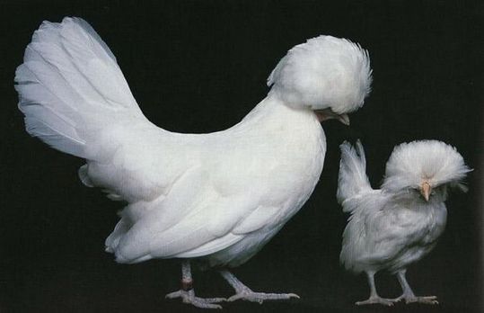 Unusual-hen-12