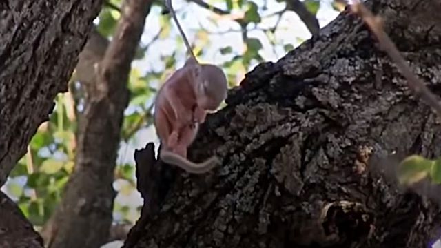 「気がついてよかった！危なかったね」木の枝に引っかかってしまった赤ちゃんリスの救出作戦