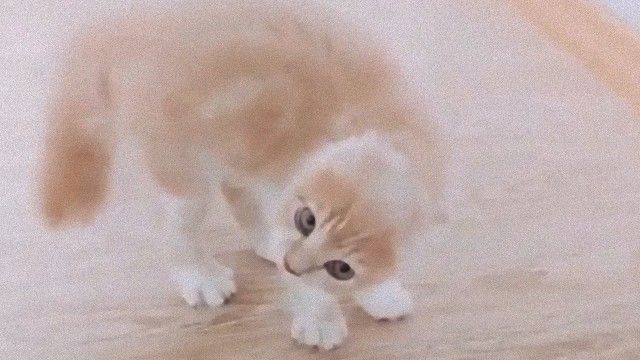 あまり私を怒らせないほうがいい。あ？　ああん？な猫