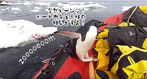 抜き打ちチェックな！海の中から突如現れたペンギン、ボート内の安全点検を実施中