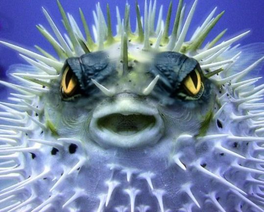 animals_64_24