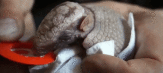 baby-armadillo-drinking-milk-iloveimg-resized