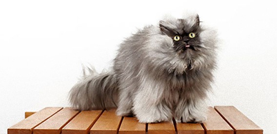 「吾輩は大佐である」でおなじみのニャー大佐が世界一ロン毛の猫としてギネス世界記録に認定