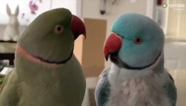 あのねあのね、それでね！おしゃべりが止まらないワカケホンセイインコの兄弟たち