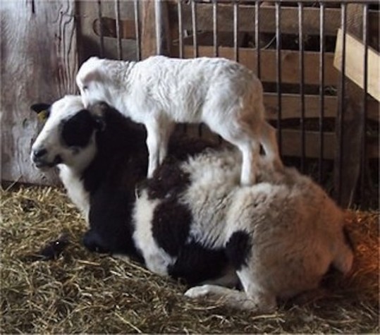 crazy_goats_19
