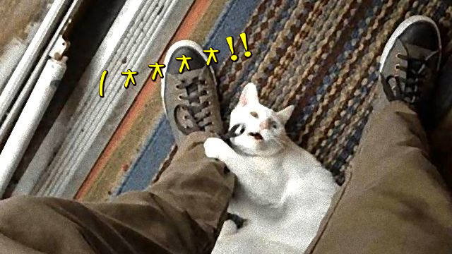 置いてかれてたまるもんか！飼い主のお出かけを察知したペットたちの涙ぐましい所業をご覧ください