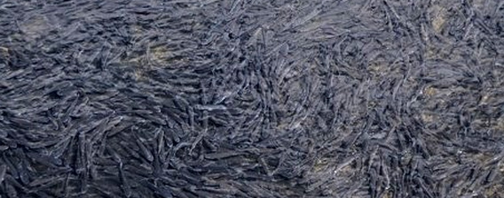 三重県伊勢市でイナが大量発生、勢田川が真っ黒に染まるほどに